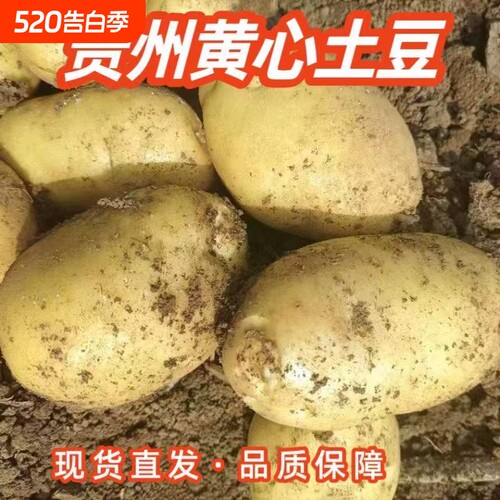 新鲜现挖贵州土豆黄皮黄心现挖