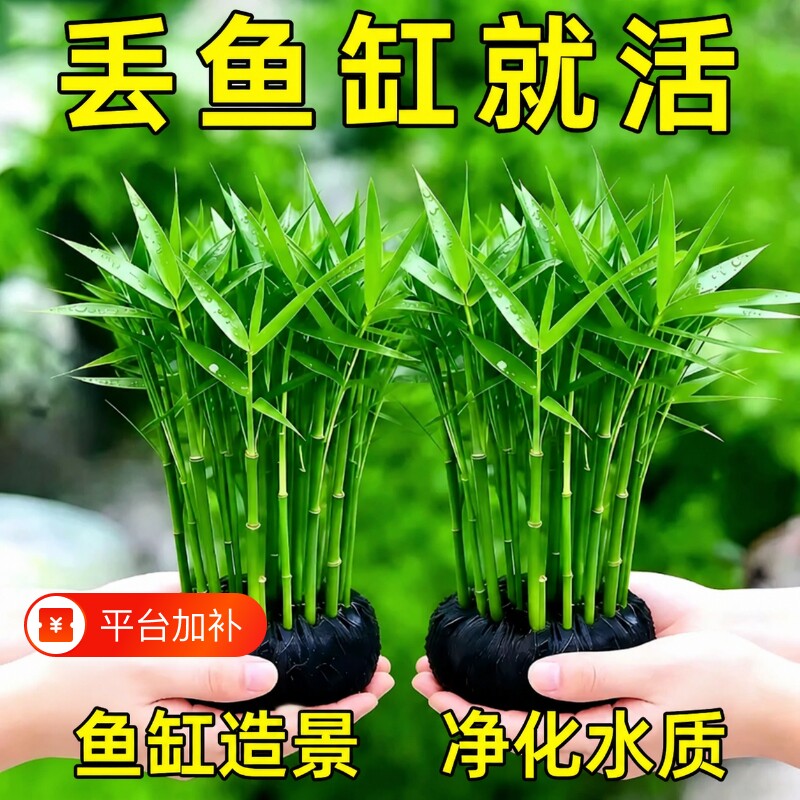 青竹大坨水草鱼缸造景专用植物坨草净化水质养鱼造景装饰阴性增氧