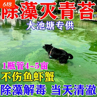 鱼池除藻去苔剂鱼缸青苔清除剂神器绿藻丝藻黑毛藻克星鱼塘除藻粉