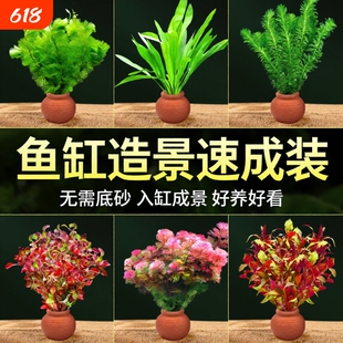 鱼缸小陶罐水草造景摆件增氧阴性水榕绿菊蜈蚣草净水定植水草套餐