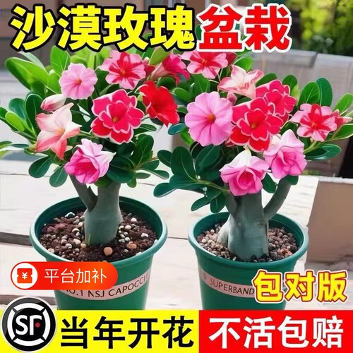 沙漠玫瑰盆栽重瓣带花苞特大号多肉植物室内绿植精品十年老桩盆景