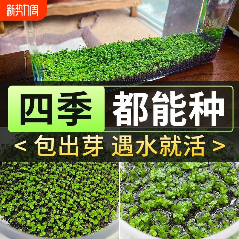 水草种子水草泥生态家用创意鱼缸玻璃瓶水培植物四季造景鱼缸小型