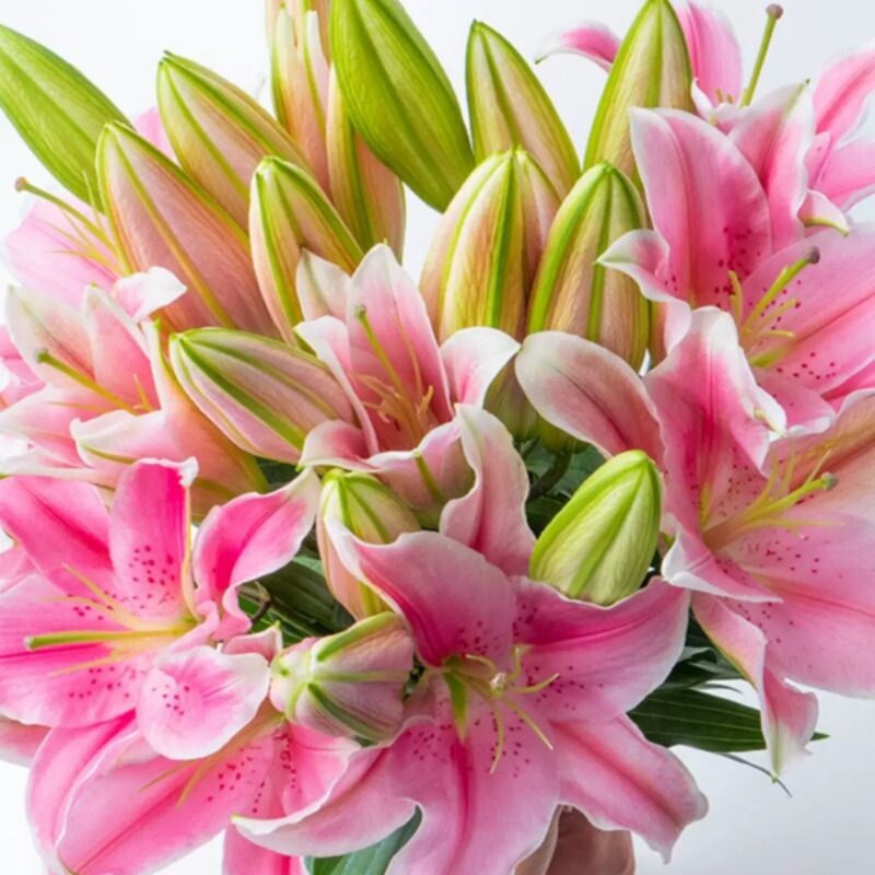 玫瑰香水百合花大花苞鲜花插花装饰云南基地直发同城速递水培花束