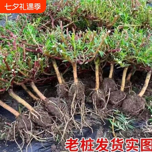 重瓣太阳花老桩牡丹玫红紫玫红王素材花苗带根带土带花苞盆景造型