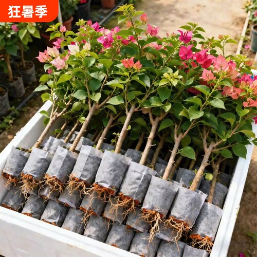 重瓣三角梅盆栽带花老桩小苗爬藤植物花卉四季多季开花阳台绿樱