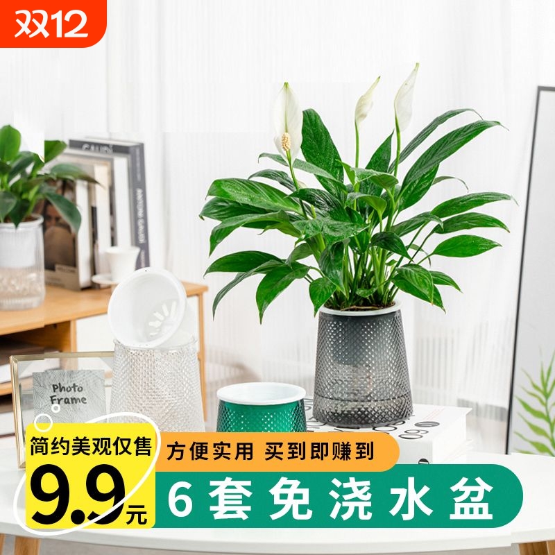 免浇水花盆自吸水懒人网红新款绿萝月季加仑盆塑料阳台兰花多肉盆