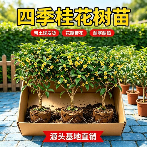 四季桂花盆栽金桂浓香型花期带花苞发货室内阳台地栽好养易活植物
