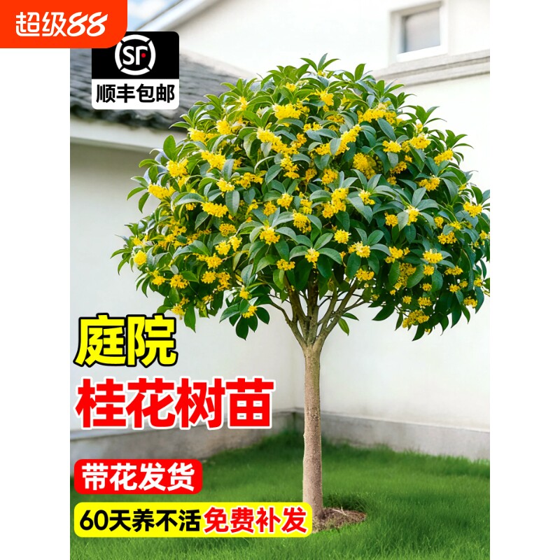 桂花树苗大树四季桂老桩庭院金桂图片