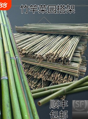 旗杆黄瓜豆角爬藤菜架竹