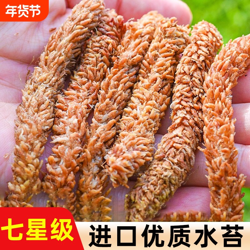 进口智利毛毛虫水苔蝴蝶兰营养土养花多肉植物育苗基质苔藓花土壤