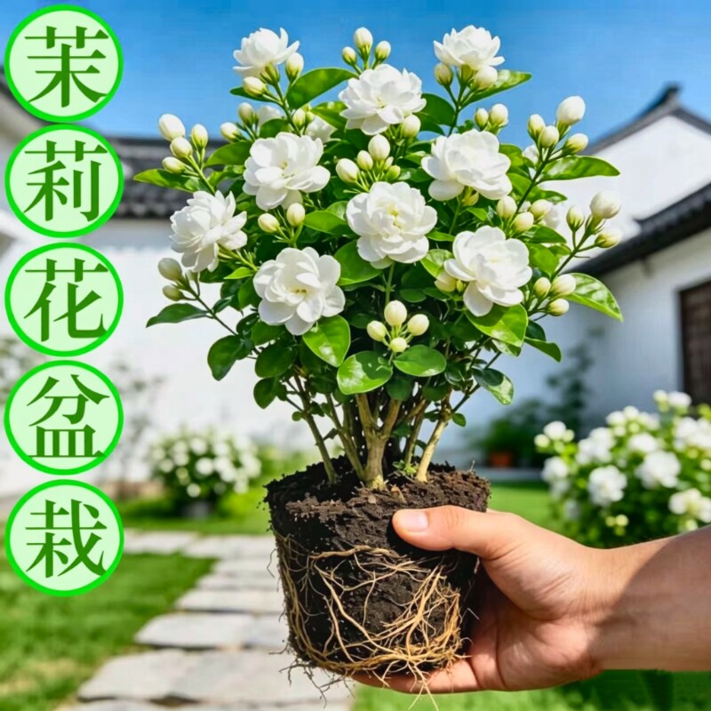 茉莉花苗四季开花|超4000次加购图片