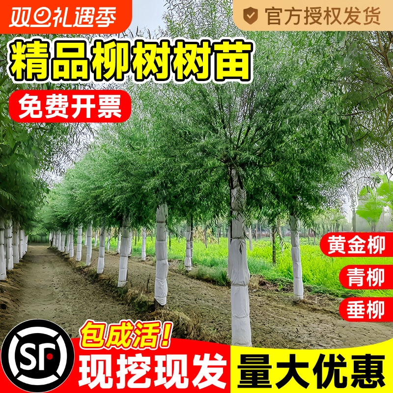 垂柳大树苗黄金柳树庭院绿化