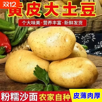 应季新鲜蔬菜马铃薯贵州特产黄心洋芋本地正宗高山土豆黄皮自种