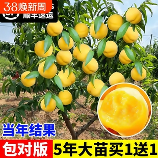 黄桃树苗桃树果苗冬桃嫁接苗南北方庭院四季种植果树果苗当年结果