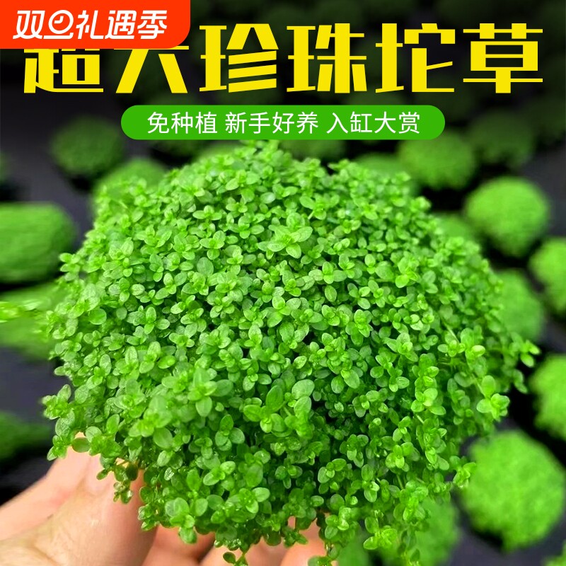 鱼缸日本高珍珠大坨爬地珍珠水草植物造景专用水培阴性坨草前景草