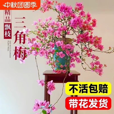 三角梅花树苗三角梅盆栽带花垂丝老桩特大苗阳台爬藤重瓣四季开花