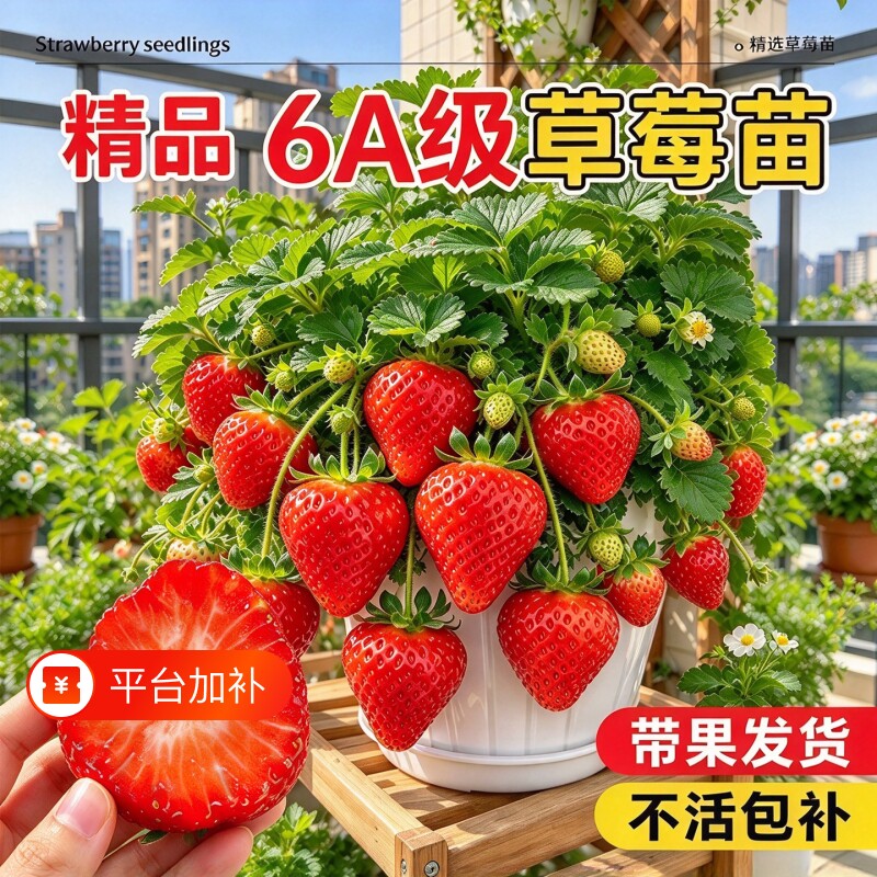 草莓苗盆栽脱毒带果发货批发高产黑白草莓苗大全室内南北方易成活