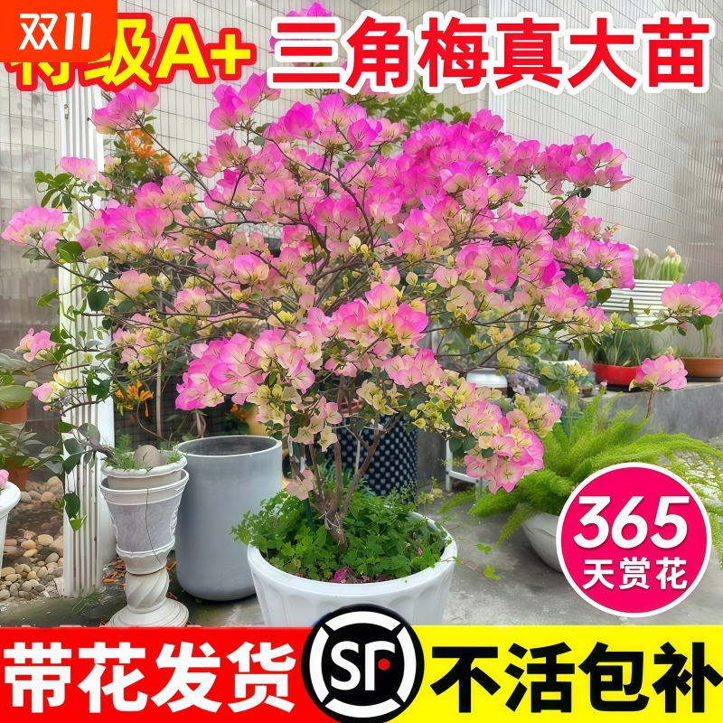 三角梅盆栽四季开花绿漳红樱爬藤植物花卉树苗老桩耐寒室内好养活