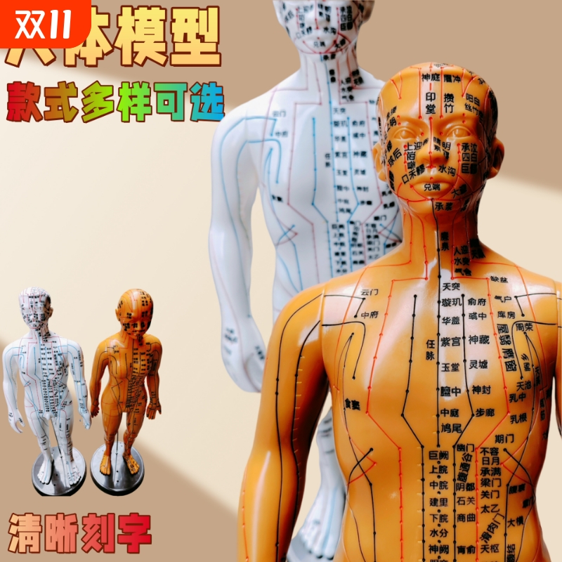 针灸穴位人体模型中医十二经络模
