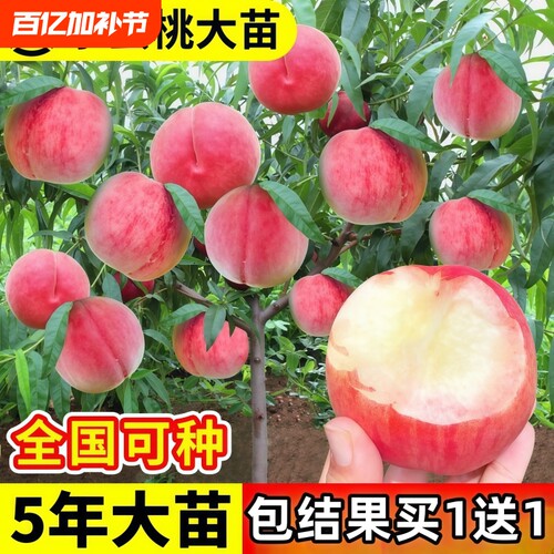 早熟水蜜桃树苗嫁接黄桃子桃孑当年结果南方北方种植桃树果苗大全