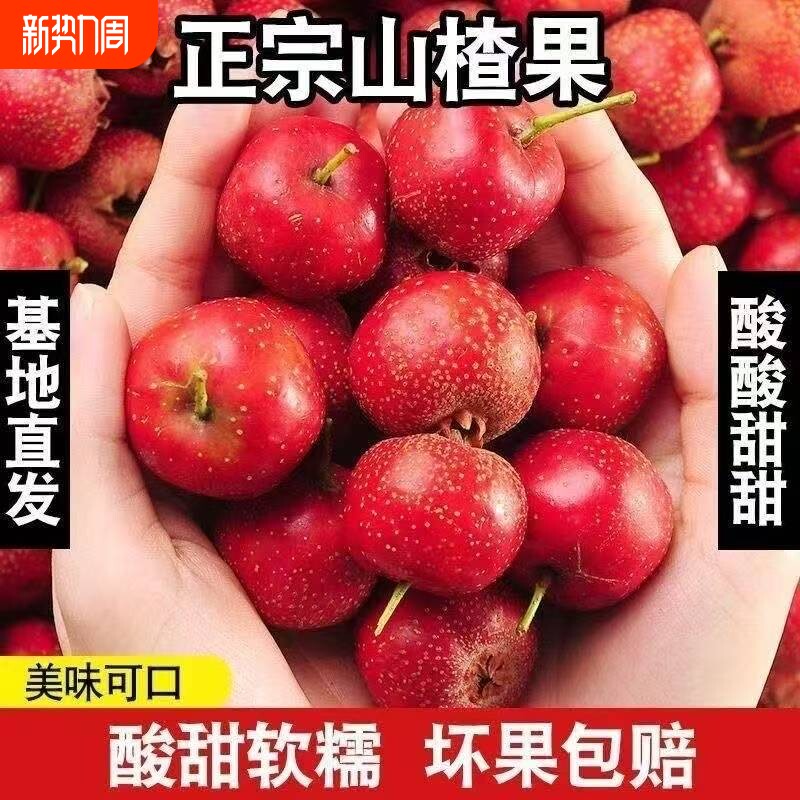 2026年新鲜山楂酸甜可口现摘现发鲜果冰糖葫芦果子特色