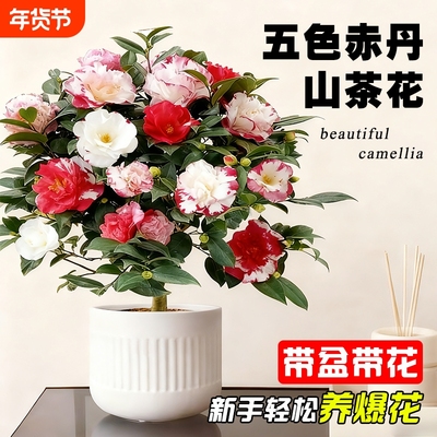 带花苞山茶花盆栽五色赤丹树苗四季好养大花浓香室内阳台绿植花卉