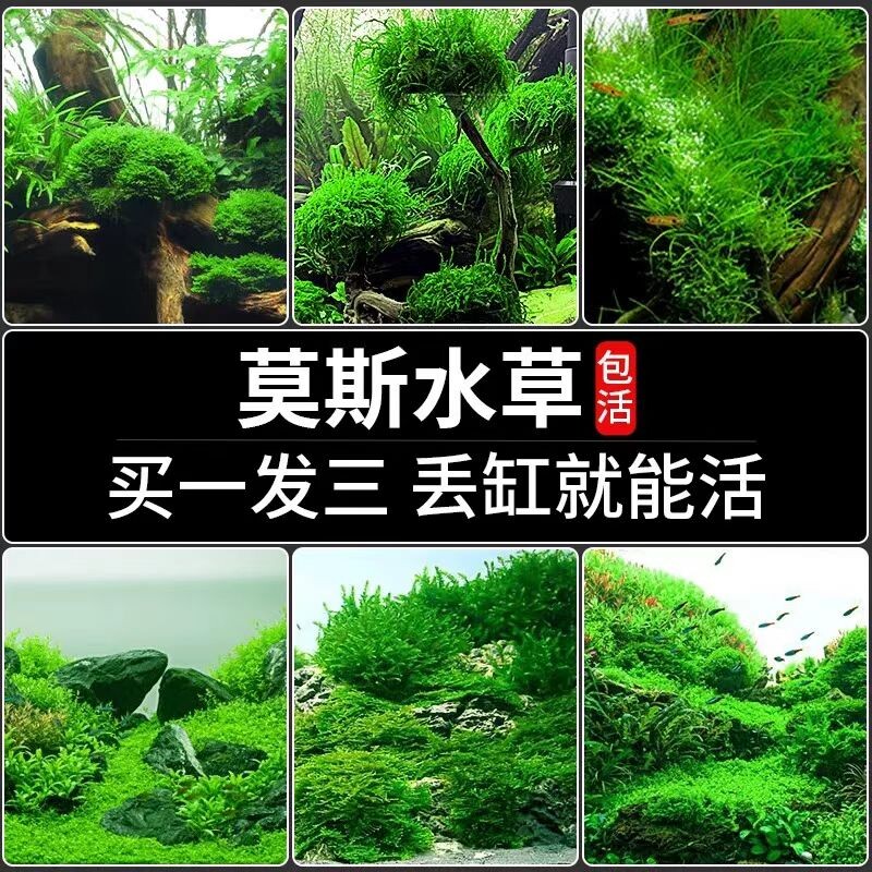 鱼缸大三角莫斯水草慕斯造景水草片散装球沉木垂泪前景草专用生态