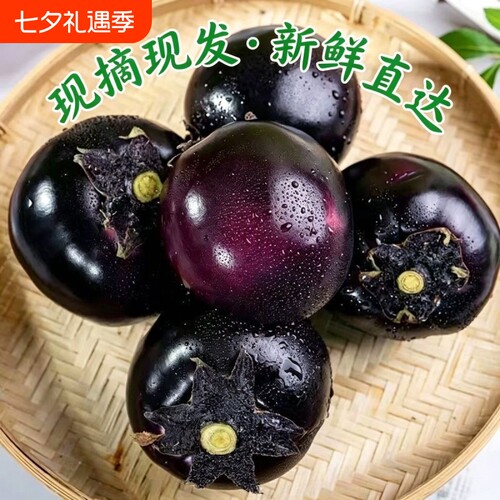 山东紫黑圆茄子新鲜大圆茄子当季蔬菜农家自种时令炒菜食用现摘