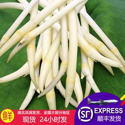 藕带新鲜顺丰包邮洪湖藕尖藕肠子当季时令蔬菜莲藕带鲜藕采摘炒菜