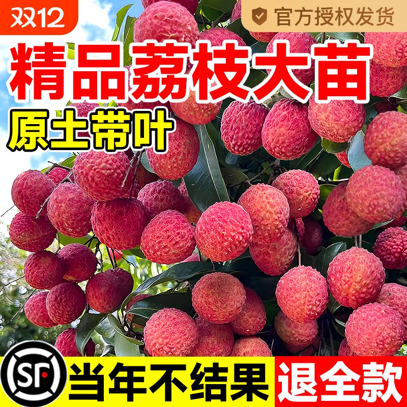 荔枝树苖无核桂味果盆栽妃