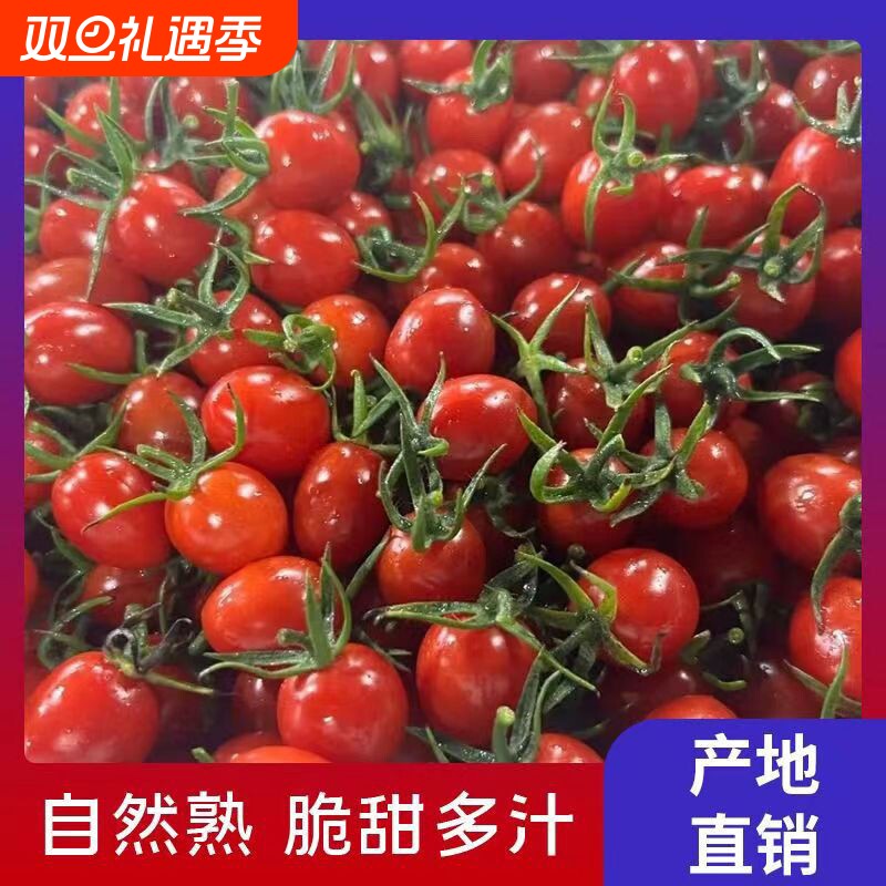 【现摘现发】正宗电白冰糖千禧圣女果小番茄樱桃现摘现发孕妈爆汁