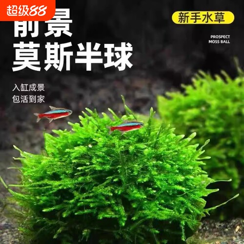 鱼缸莫斯水草大小半球慕斯植物