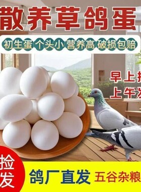 破损新鲜鸽子蛋20-60枚农家散养草鸽蛋宝宝辅食粮优质肉鸽初生