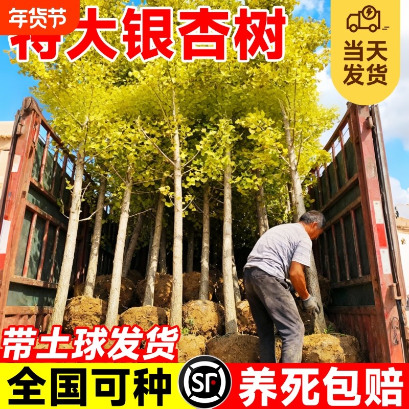 特大银杏树苗六月金杏早金绿叶庭院别墅易成活绿化行道树乔木大树,鲜花速递/花卉仿真/绿植园艺,行道树/乔木,淘宝优惠券,粉丝福利购,淘宝优惠卷
