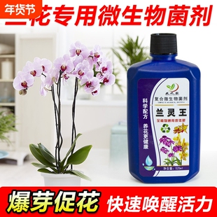 兰灵王兰花专用菌肥营养液促花多箭兰科蝴蝶兰君子兰灵王活化剂