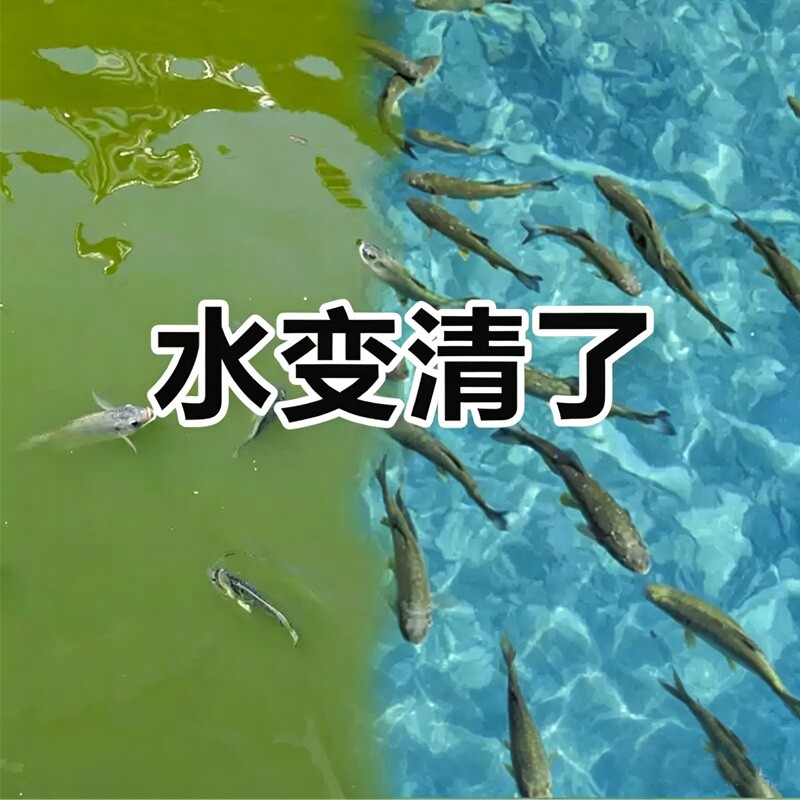 浊水清鱼塘净水剂池塘变清水产专用净水宝鱼塘杀菌除臭水快速变清