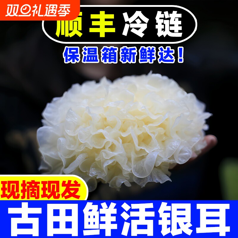 【现摘现发】6朵古田新鲜银耳出胶非干货盒装白木耳雪耳活鲜糯耳