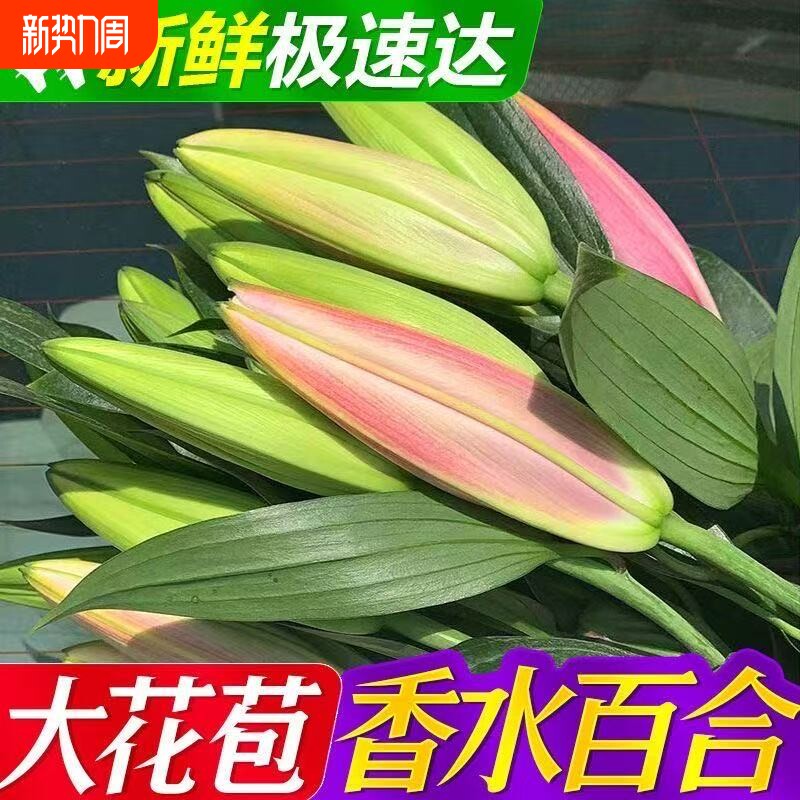 云南斗南基地现采直发香水多头百合鲜花客厅花瓶插花新年氛围装饰