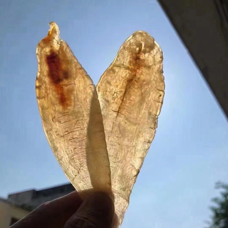 深海野生大口赤嘴鱼胶护肤气血营养品印尼小白花胶鳘鱼胶干货正品