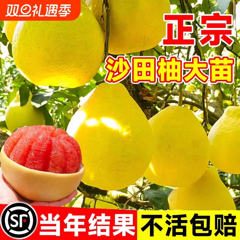 【包对版包成活】柚子大苗