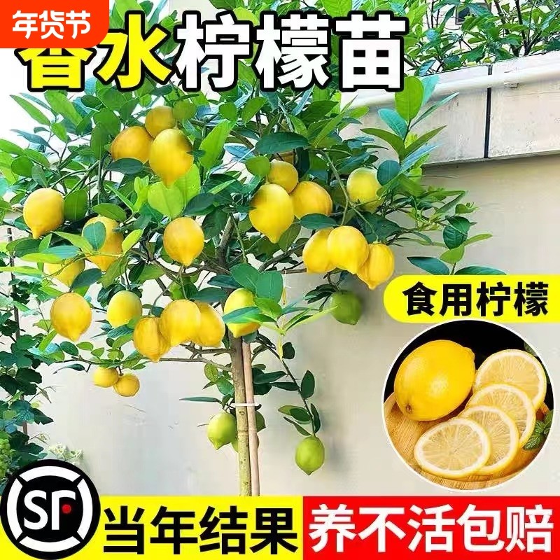 香水柠檬树苗盆栽带果室内室外结果无籽四季柠檬苗食用柠檬树果苗,鲜花速递/花卉仿真/绿植园艺,果树,淘宝优惠券,粉丝福利购,淘宝优惠卷