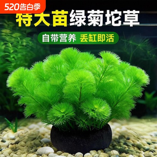 绿菊水草坨草鱼缸造景好养增氧