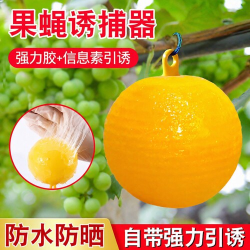 果实蝇粘虫球诱蝇球丝瓜贴针蜂