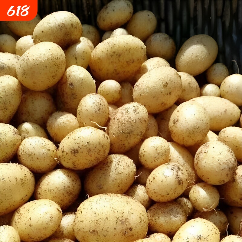 今年当季新土豆新鲜现挖贵州黄心土豆5斤当季蔬菜马铃薯洋芋