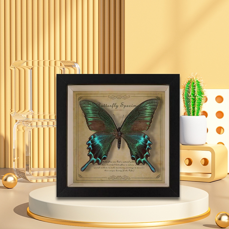 罕见蝴蝶标本摆件展示框相框艺术品装饰画教师礼物成品真蝴蝶原蝶