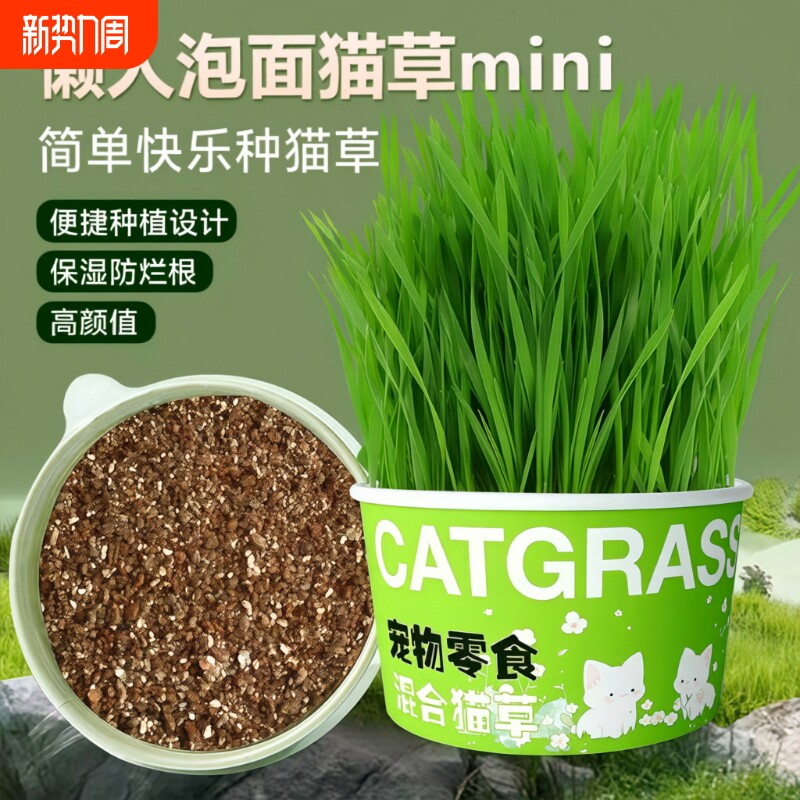 懒人泡面猫草盆栽猫草种子无土水培天然种植化毛磨牙洁齿猫咪零食