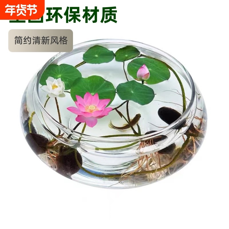 水培玻璃花瓶透明水仙盆碗莲盆睡莲花盆乌龟鱼缸水养植物器皿桌面