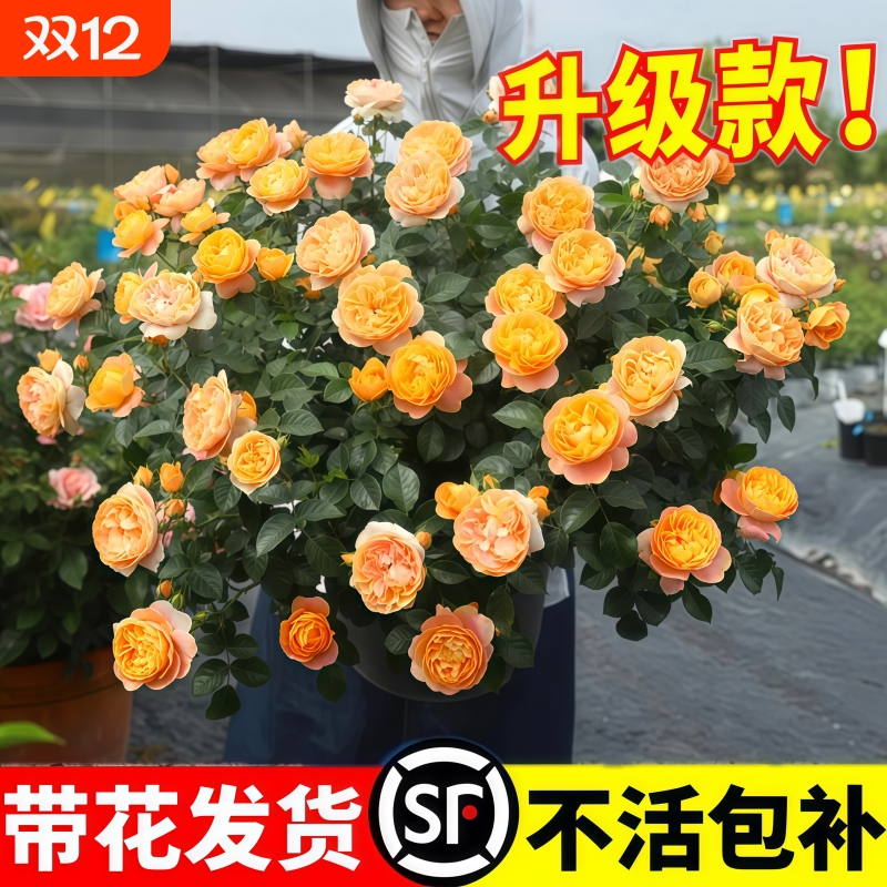 果汁阳台月季盆栽花苗特大花四季开花卉玫瑰带花苞阳台植物红果汁