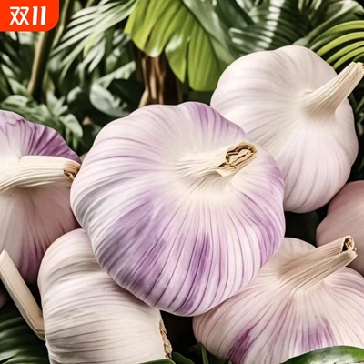 晒足30天山东紫皮大蒜头新干蒜种特大新鲜大蒜批发价包邮火锅自种