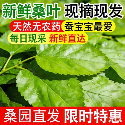 现摘新鲜桑叶桑蚕叶嫩桑树叶